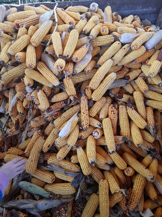 Vând porumb an 2025