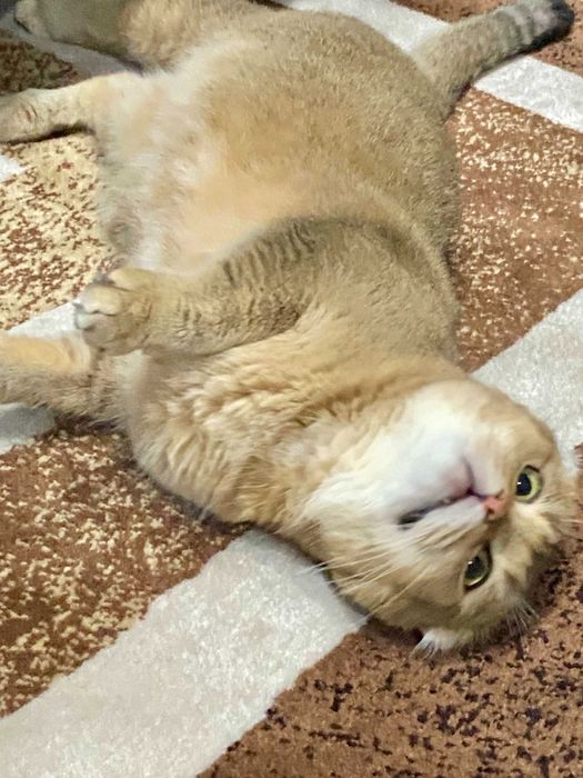 шиншилла серебро девочка вислоушка