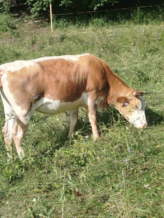 Junica gestanta