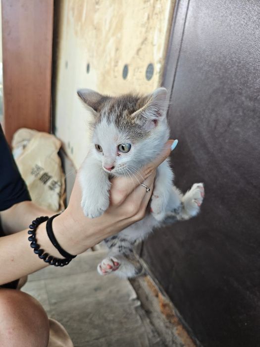 Отдам котят в хорошие руки