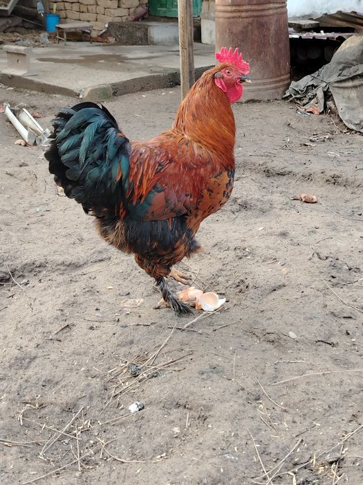 Петух қораздар петух