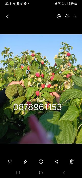 Расзад малини и ягоди