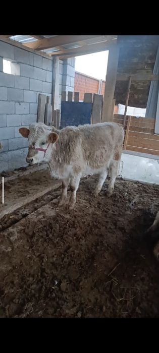 Бузаулар сатылады.