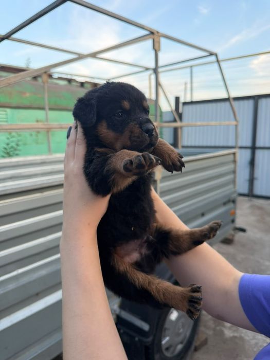 продаю щенка ротвейлео