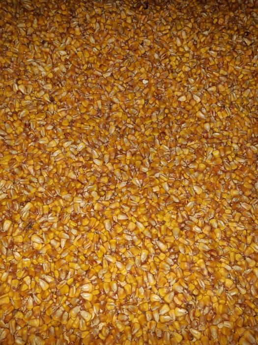 vand Porumb boabe, floarea soarelui  și ovăz  sămânță  C2