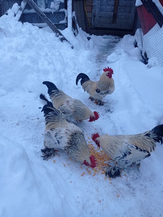 Vând cocoși de liliput