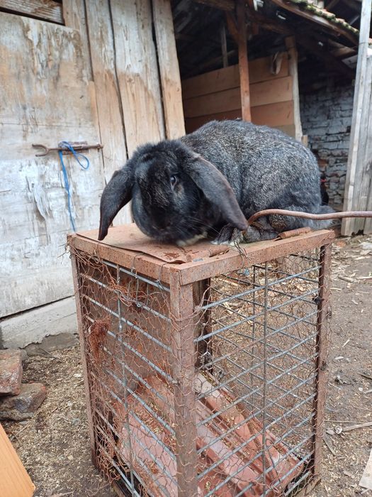 Iepuri de vânzare  rasă   berbec și  uriaș german