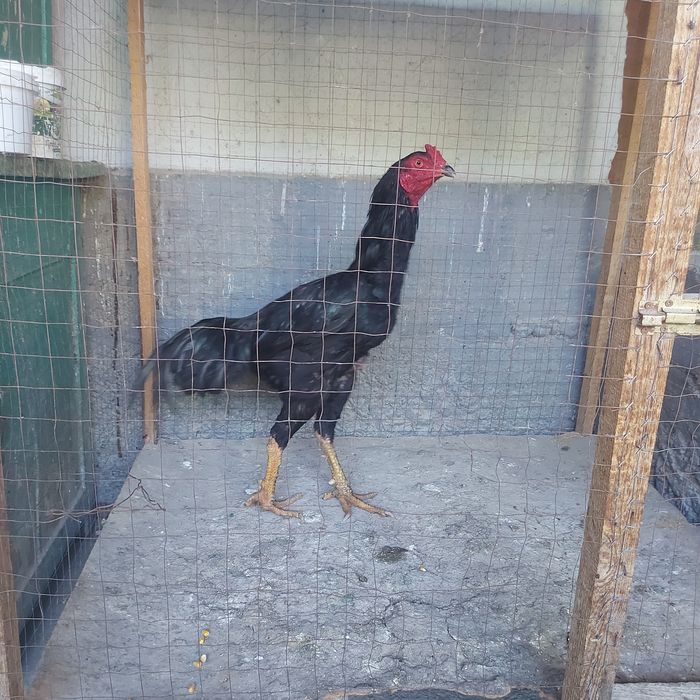 Корейц июнски крупный