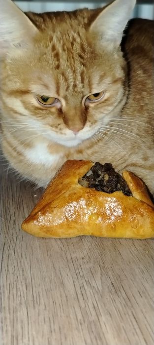 Котик с эчпочмаком