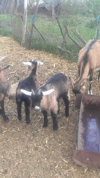 Iezi de vânzare crescuți bio