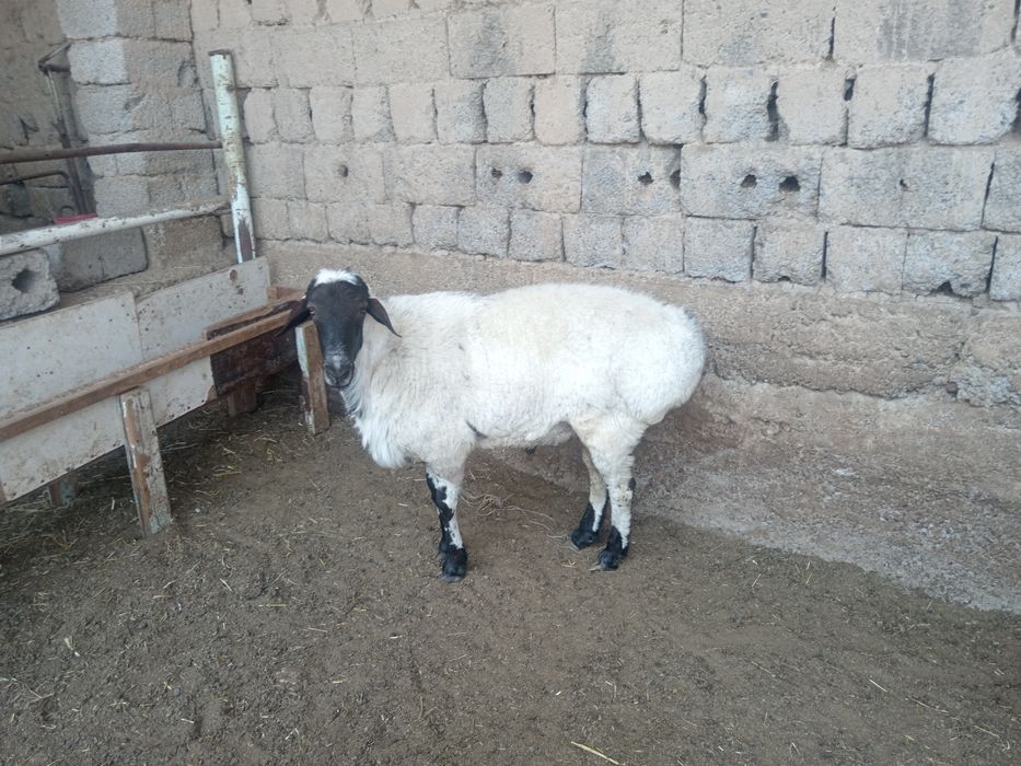 Qoy куй кой qochqorlar sotiladi Aqiqa va toy marosmlar