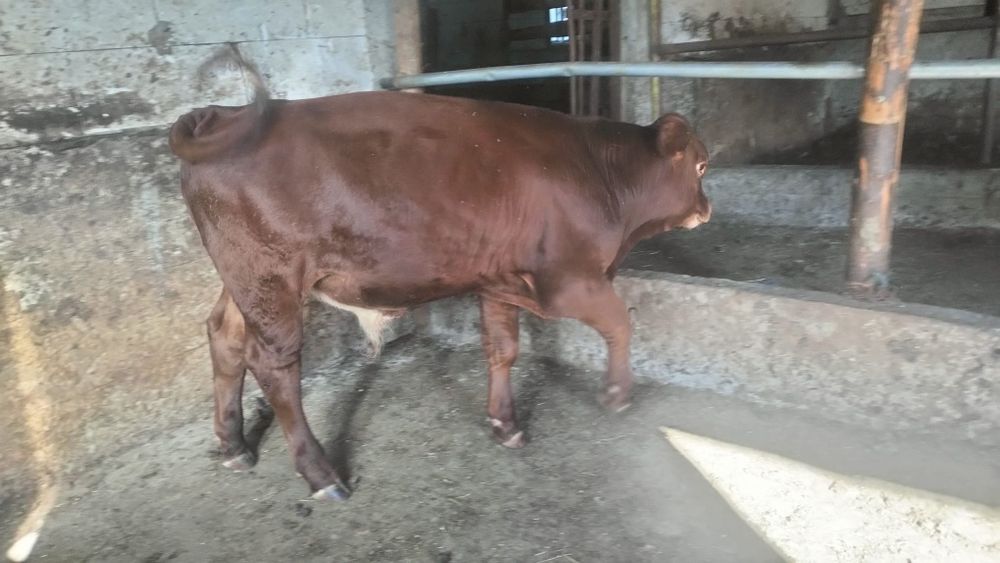 Vând vaca cu vitel