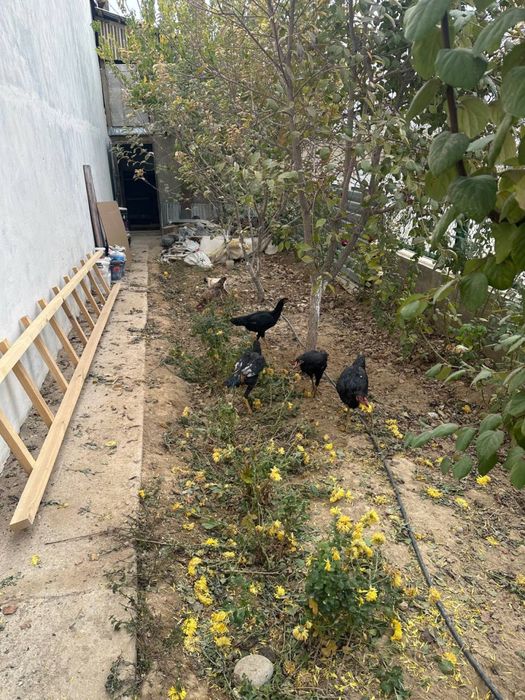 Dakan tovuq sotiladi