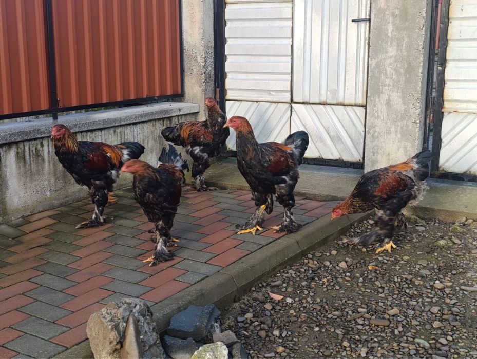 Vand cocosi Brahma portelan / cocosi Italieni