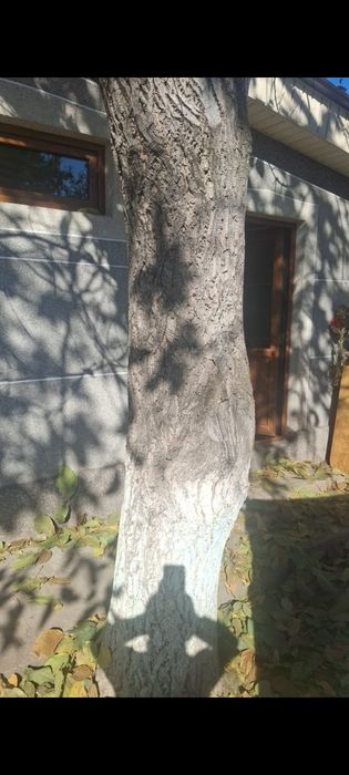 Дерево орех на лесопил