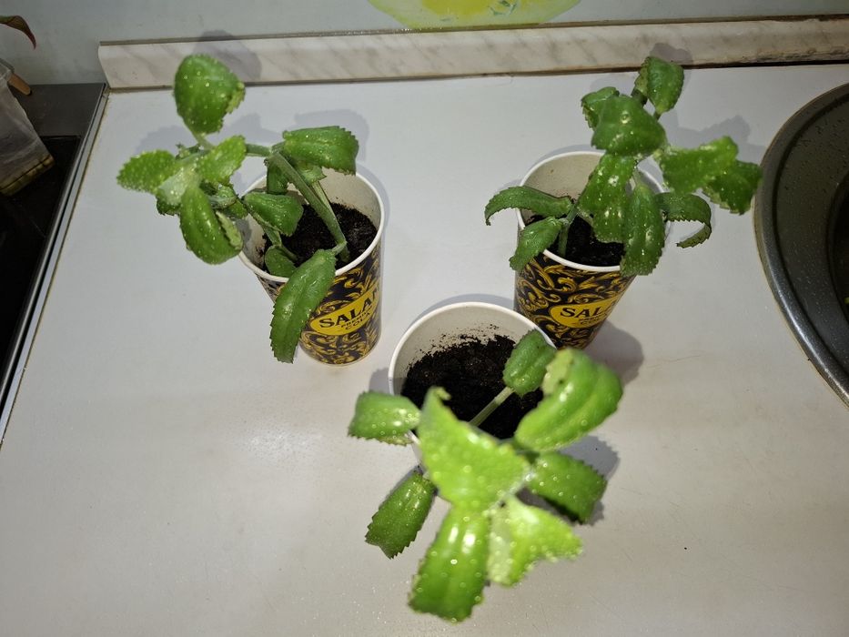 Продам Каланхоэ Дегремона