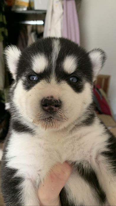 Резерв чистокровных сибирских хаски