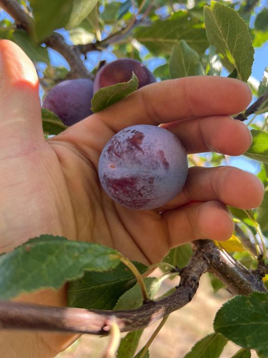Prune de tuica  darjan