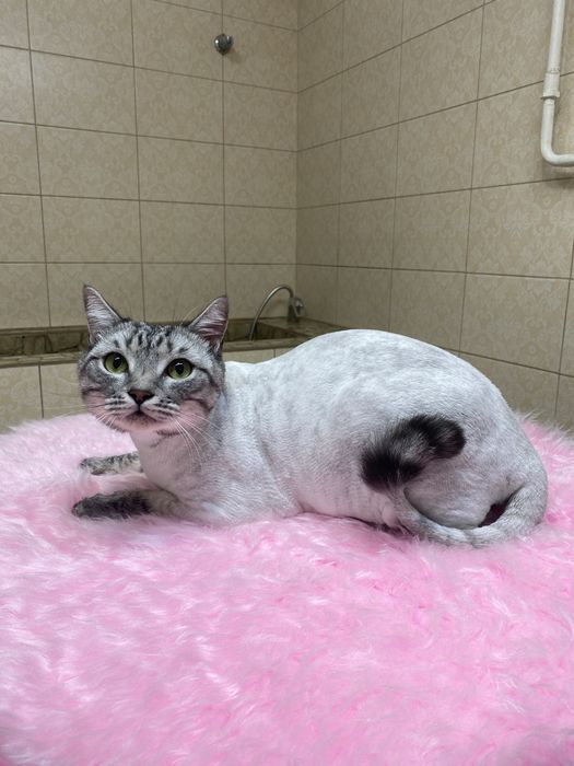 Стрижка собак и кошек в Актау !