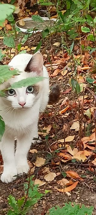 Красивые игривые котята