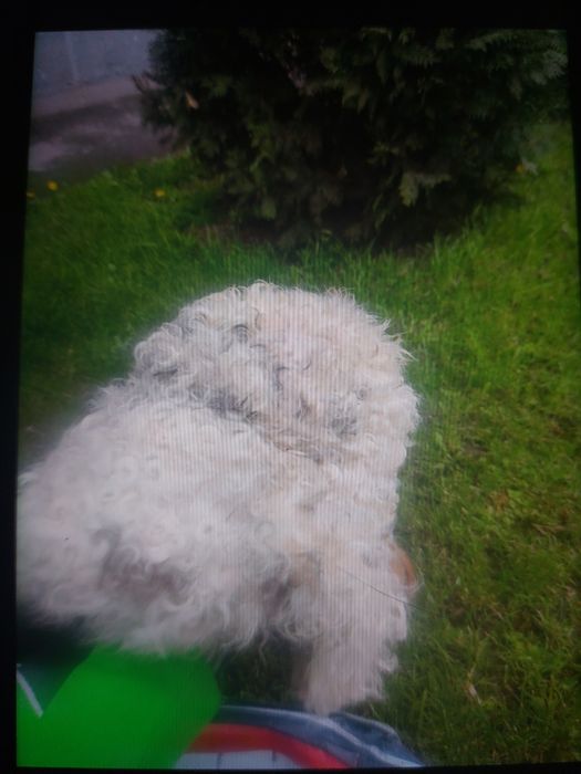 Căciuli tip palari damă