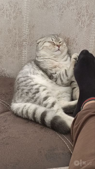 Вязка/Vyazka ( British Shorthair & Scottish Fold Erkak Mushuklar