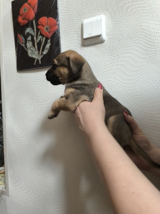 Шустряки подрастающие