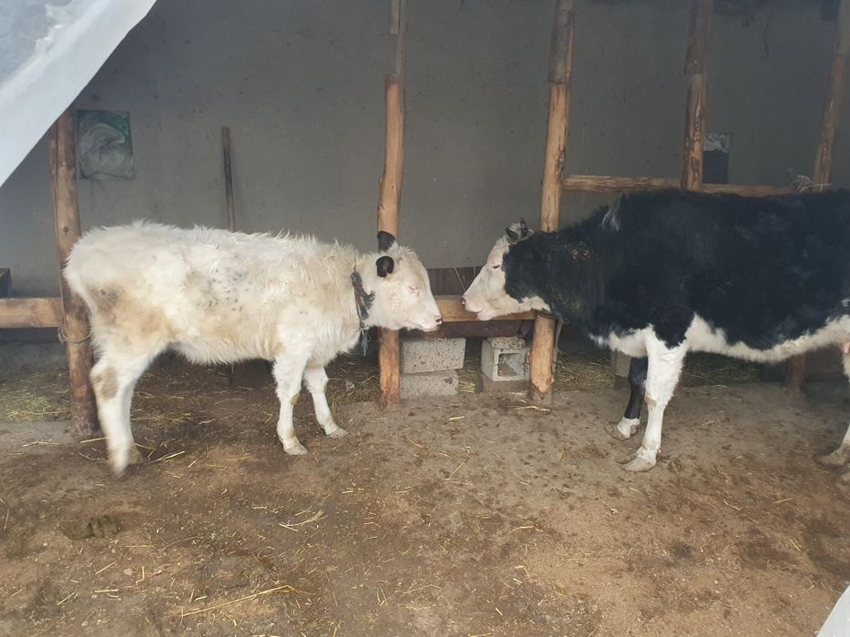 Она бола сигир сотилади Шофирконда