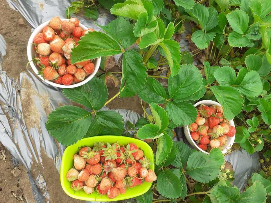 Продавам 1010 кв. м. в регулация и 2 декара зем. земя в с. Враниловци.