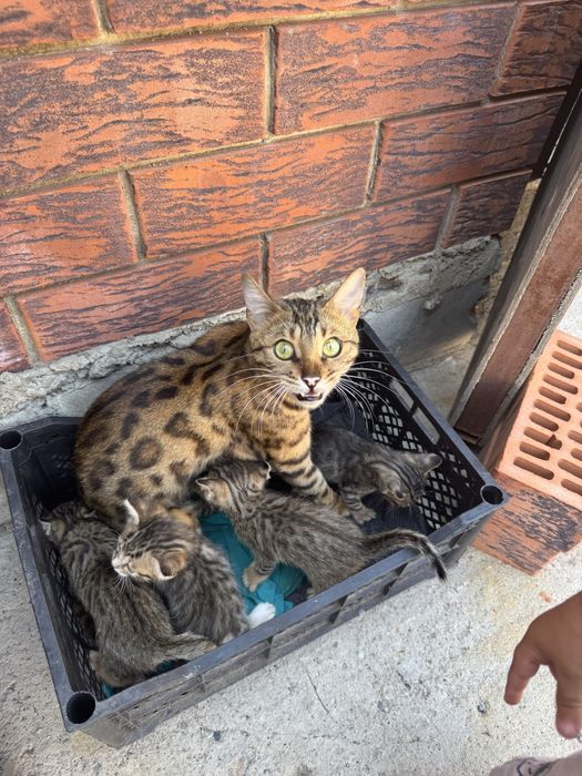 Котята Бенгал.