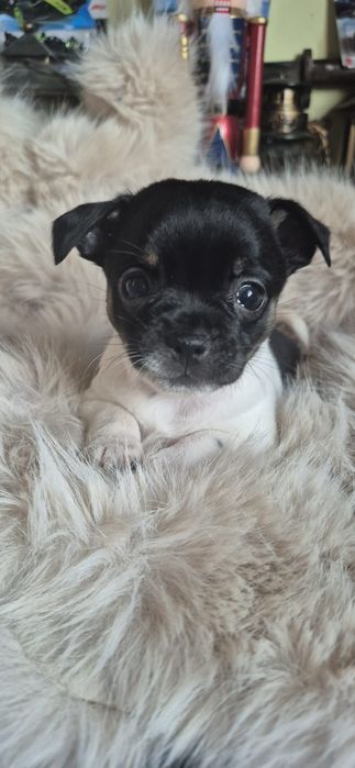 Chihuahua fetita cu acte