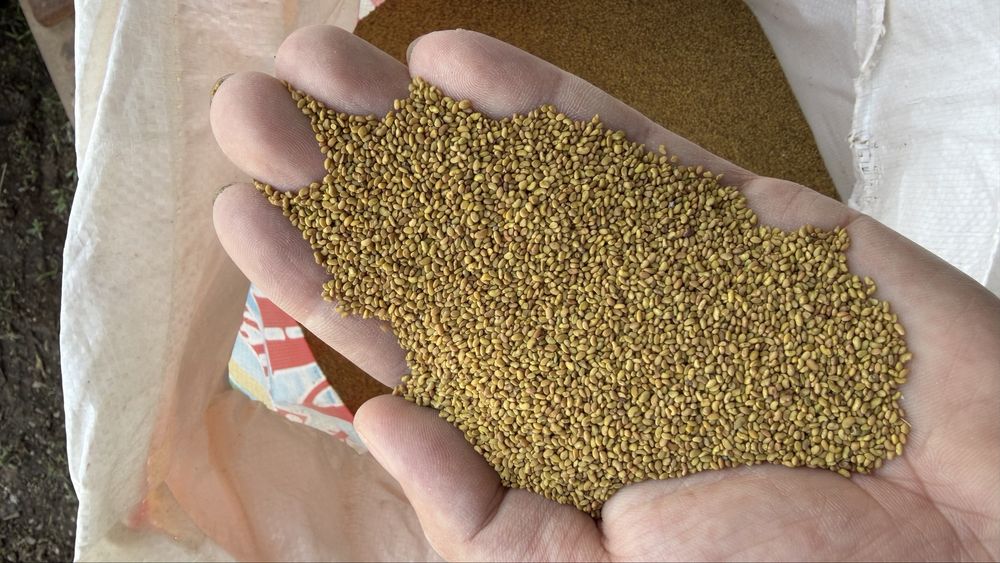 Жонышка тукым люцерна