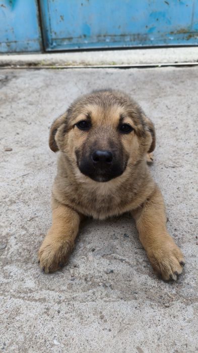 Отдам щенка в добрые руки