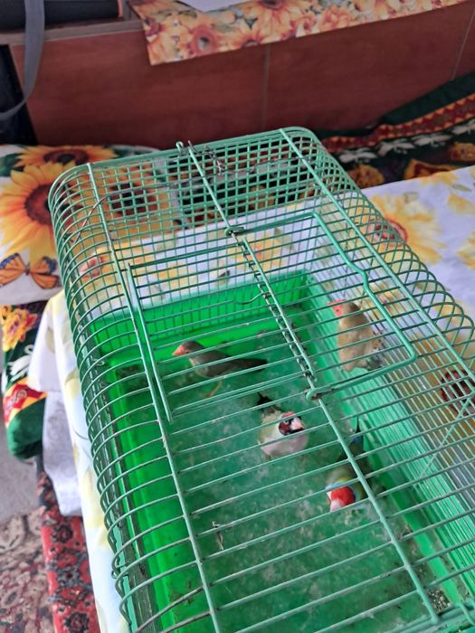 Тростниковые Астрильды