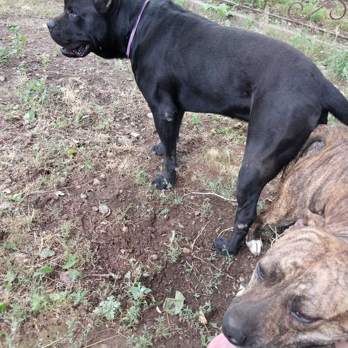 Собака питбультерер