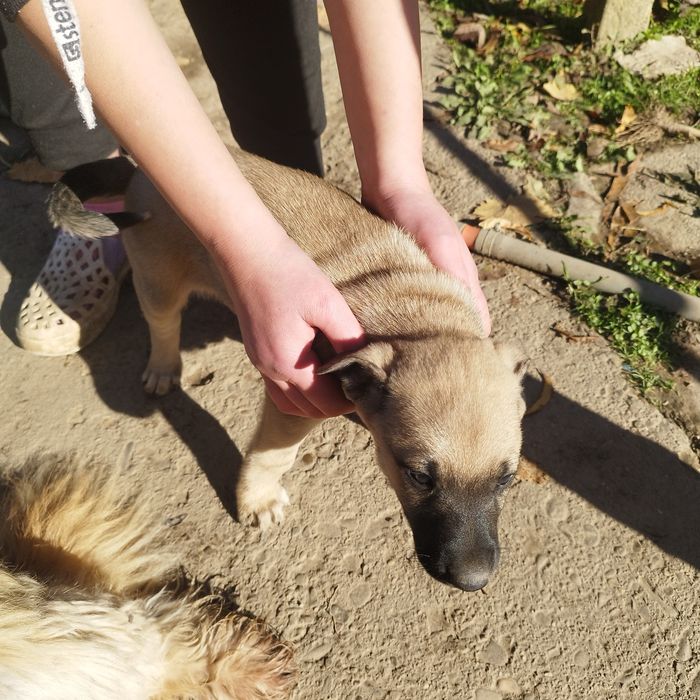 Подаряват се малки кученца!