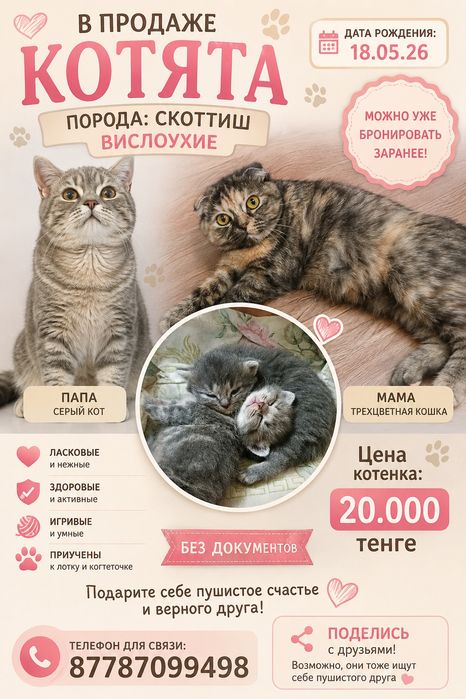 Котята скоттиш вислоухие