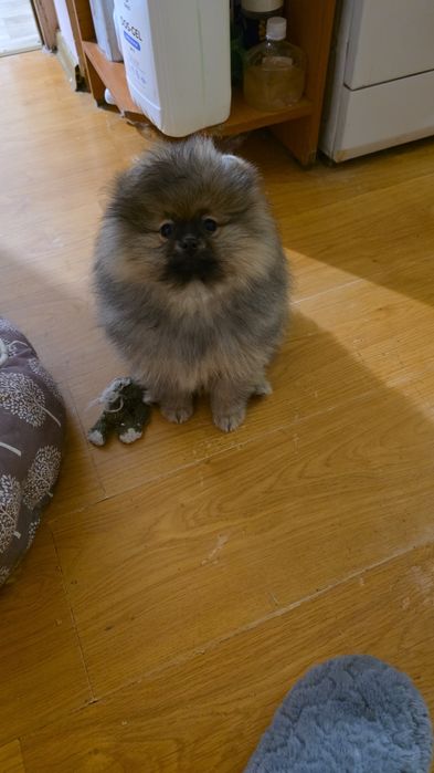 Малыши шпицедетки