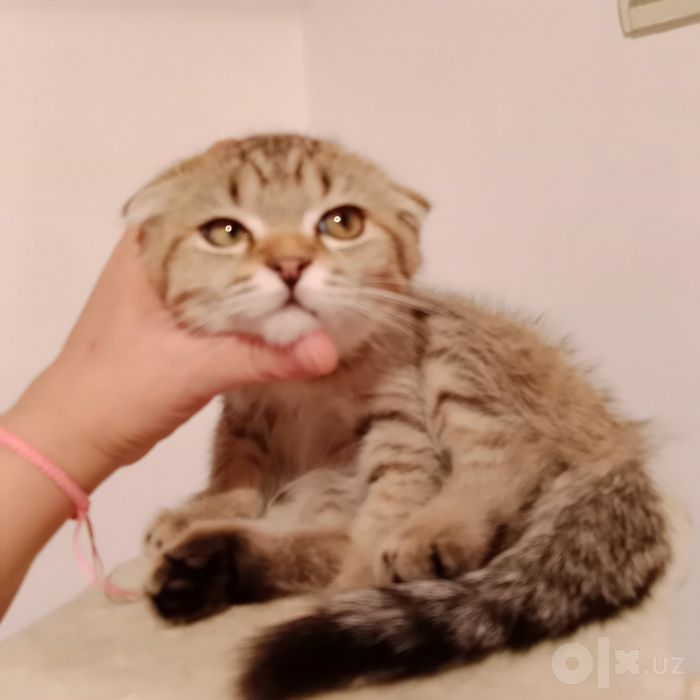 Девочка табби тигрёнок