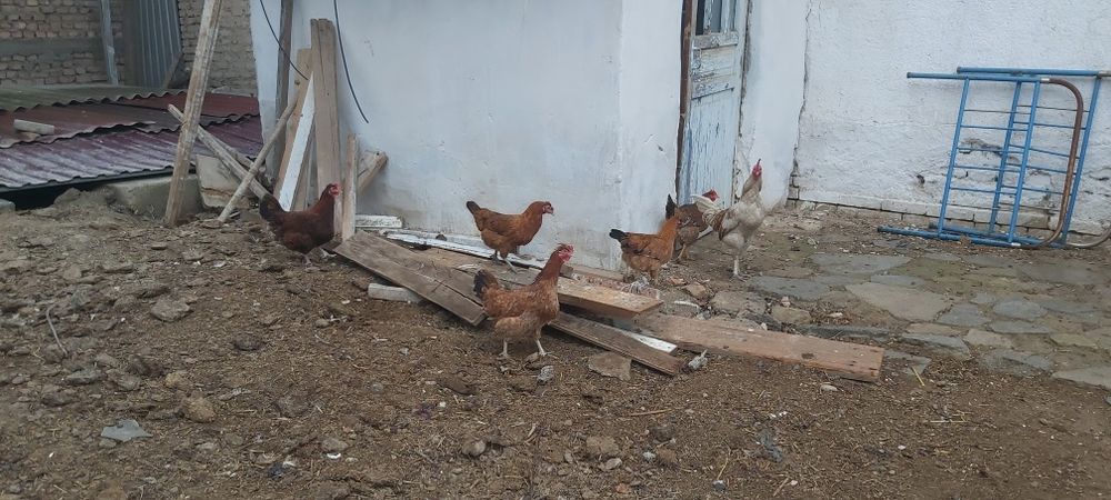 Tovuqlar sotiladi 5 ta tovuq 1 xuroz hammasi bir joyda sotiladi