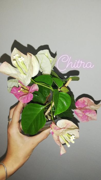 Черенки бугенвиллий (Бугенвиллия)