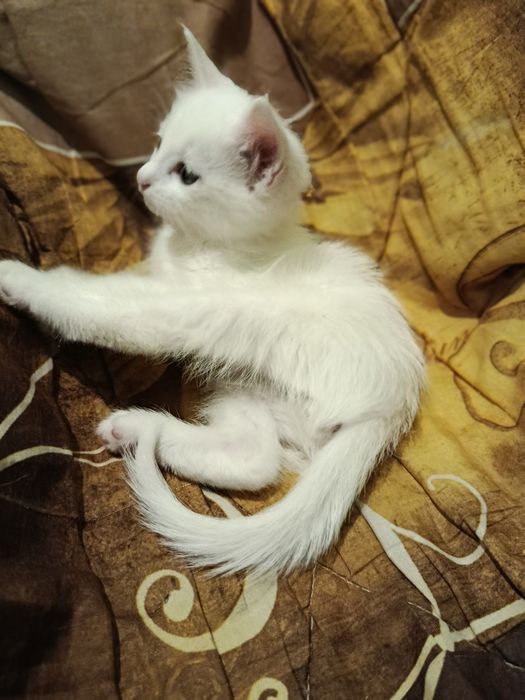 Anna Lisovskaya, porno model