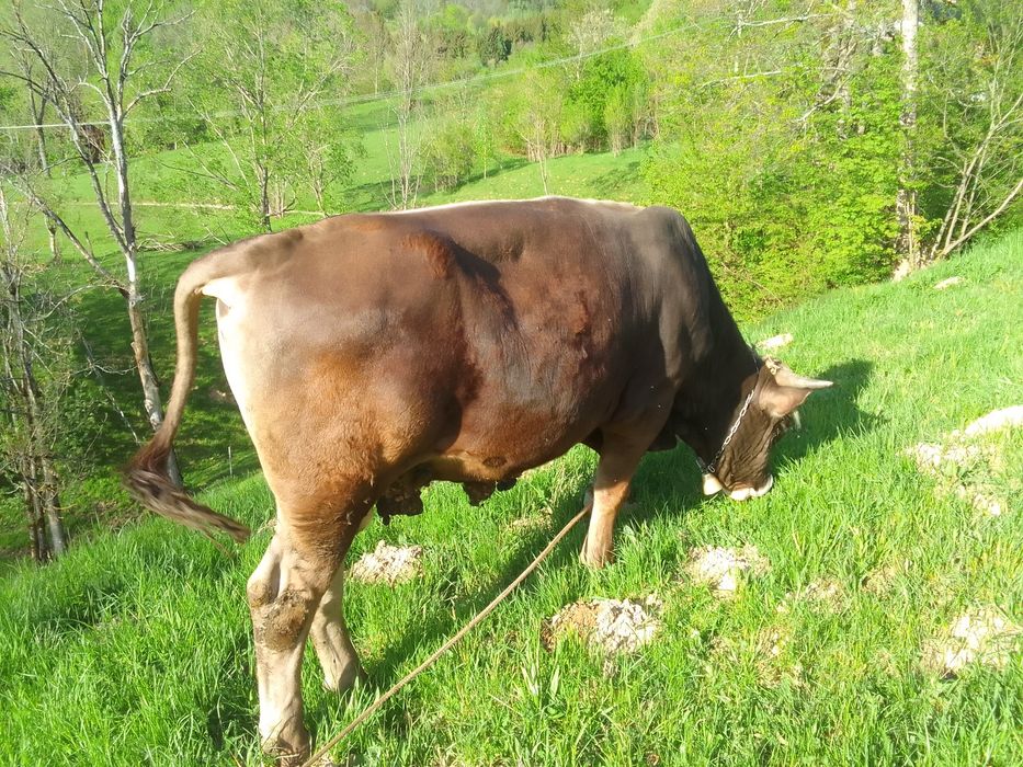 Vand taur brun de Maramures