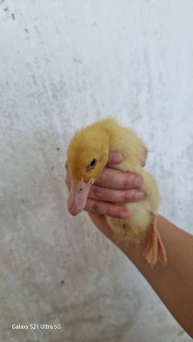 Продам утят и индоуток