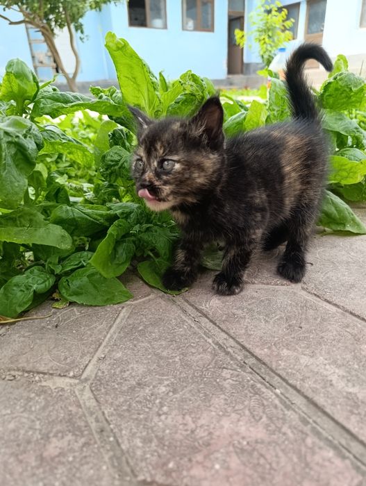 Котята бесплатно, в добрые руки.