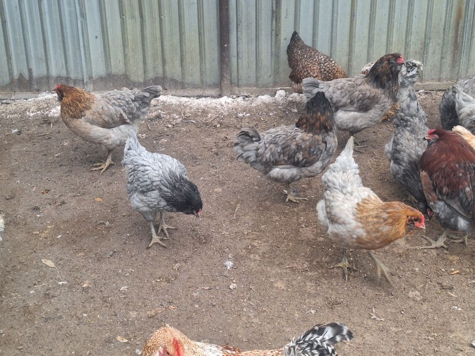 Продам куры амероукано и белефельдер