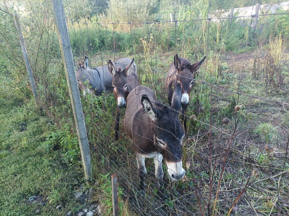 Oferă specială 3 măgărițe de 3 ani