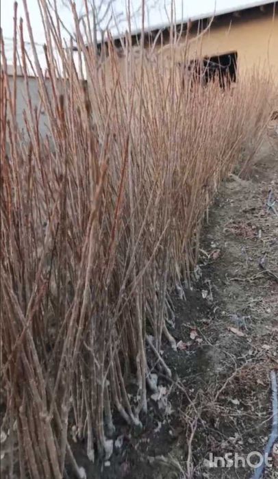 Саженцы для интенсивных садов черешни