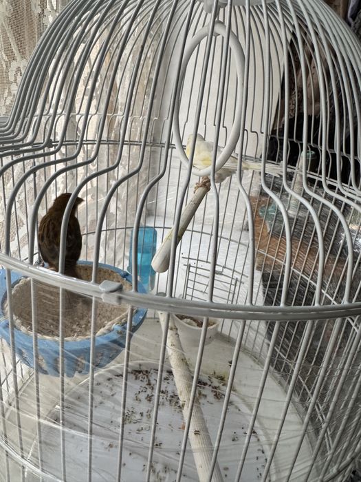 Konerekalar sotiladi