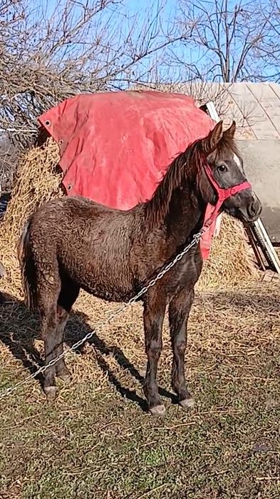 Cârlana lipiteanca 7 luni cuminte din cai buni Găești Dâmbovița